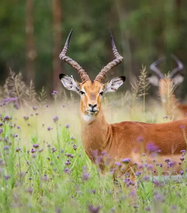 d971d60bd08fc117274d64513e51af9f64d2e51a